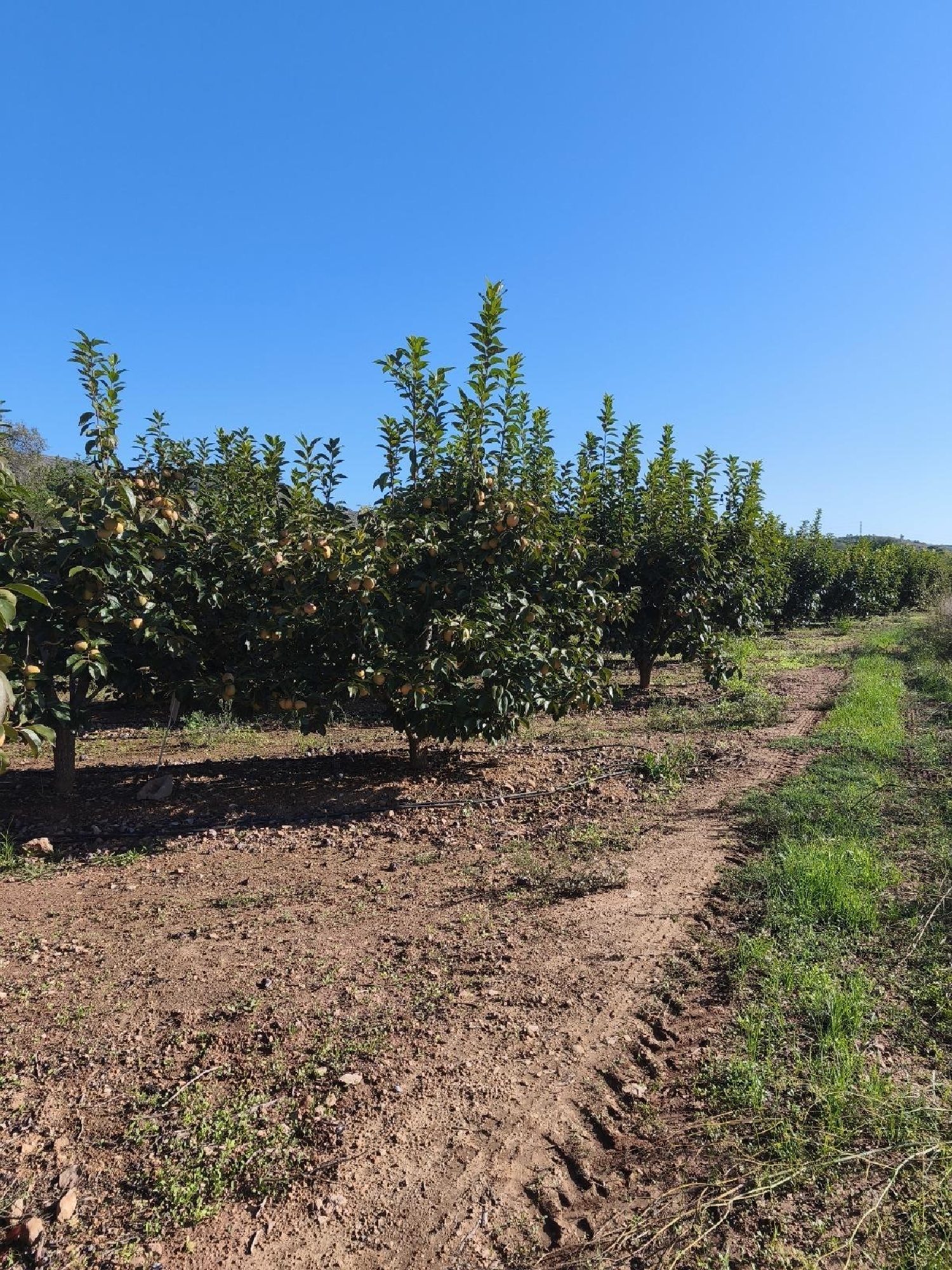 à vendre terrain Carlet Ribera Alta 1