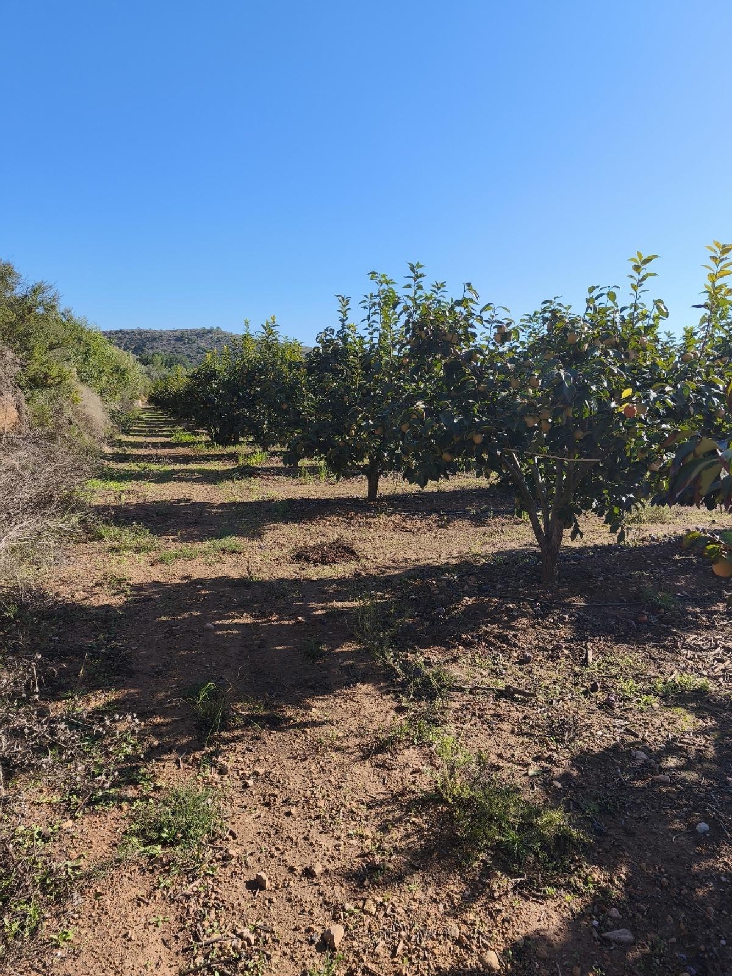 à vendre terrain Carlet Ribera Alta 4