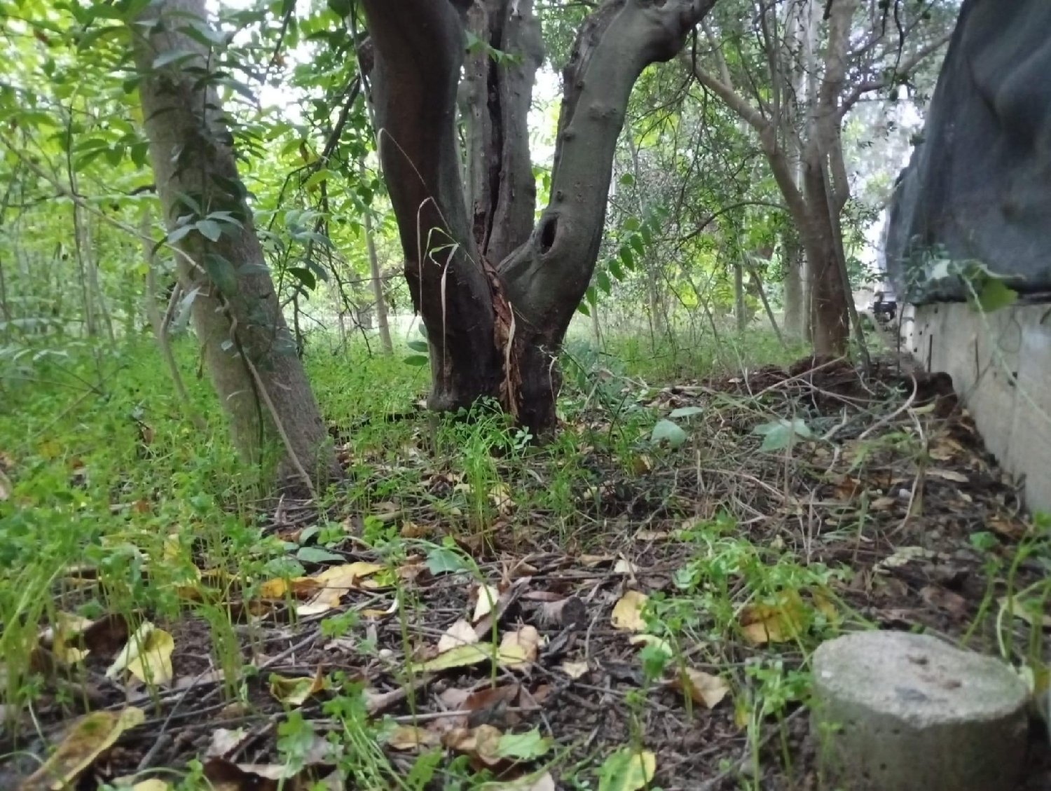 for sale plot Castrillo De Murcia Odra-Pisuerga 2