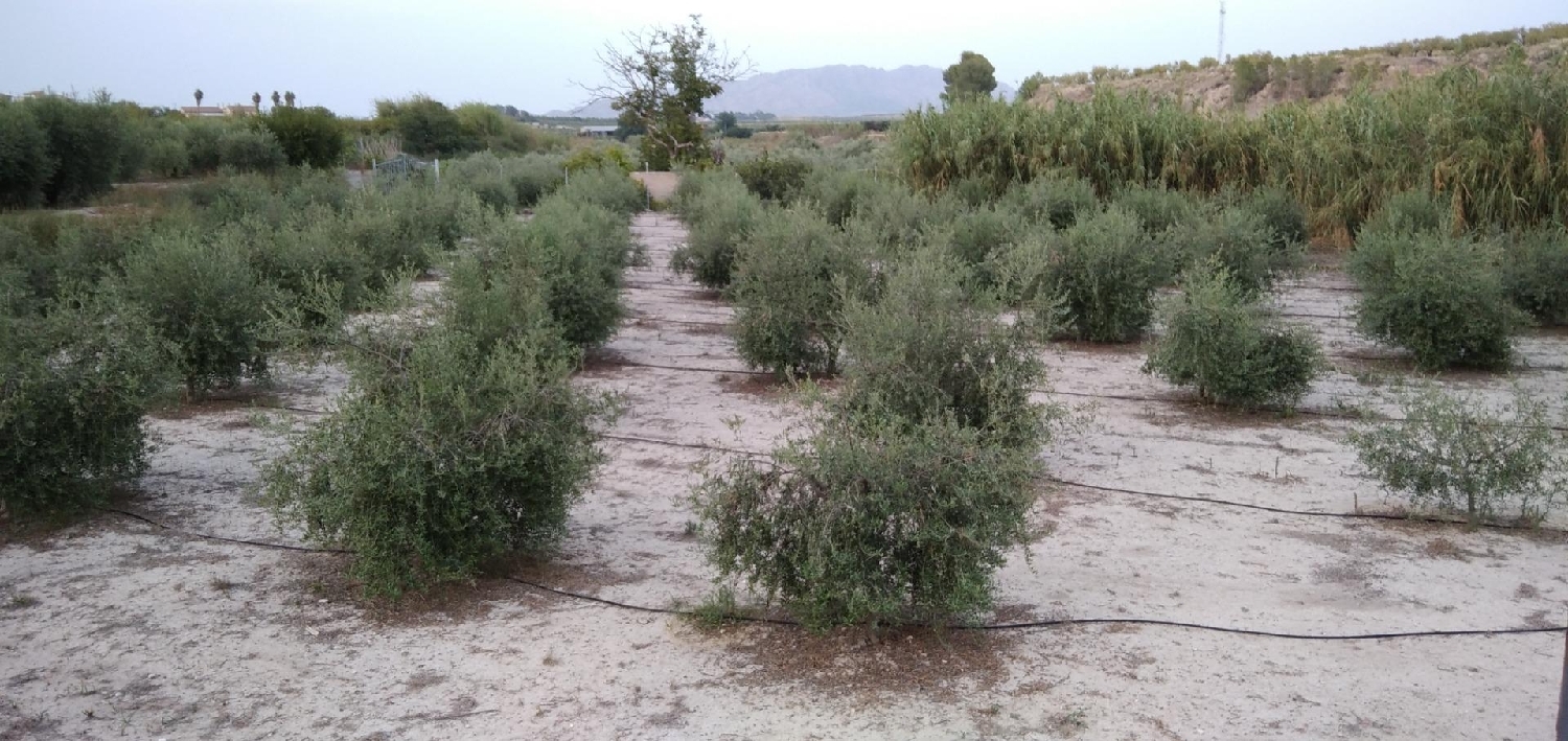 till salu tomt Cehegín Noroeste 1