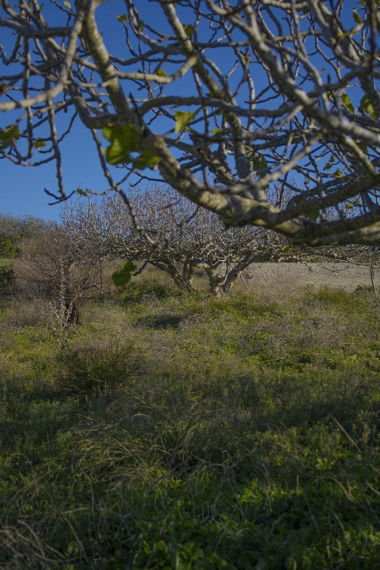  for sale plot Chiclana De La Frontera Bahía De Cádiz 7