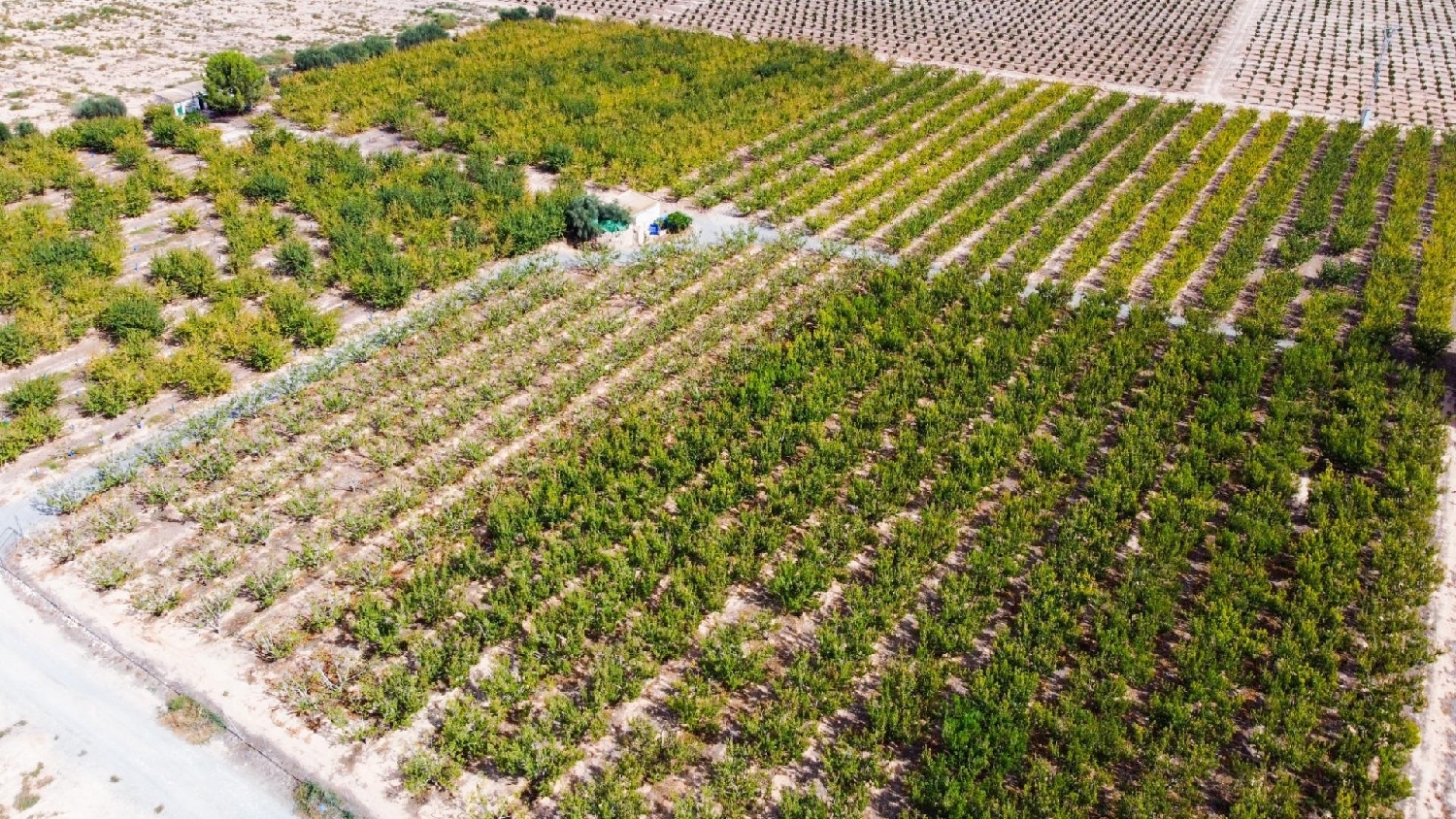  for sale plot Cieza Vega Alta Del Segura 2