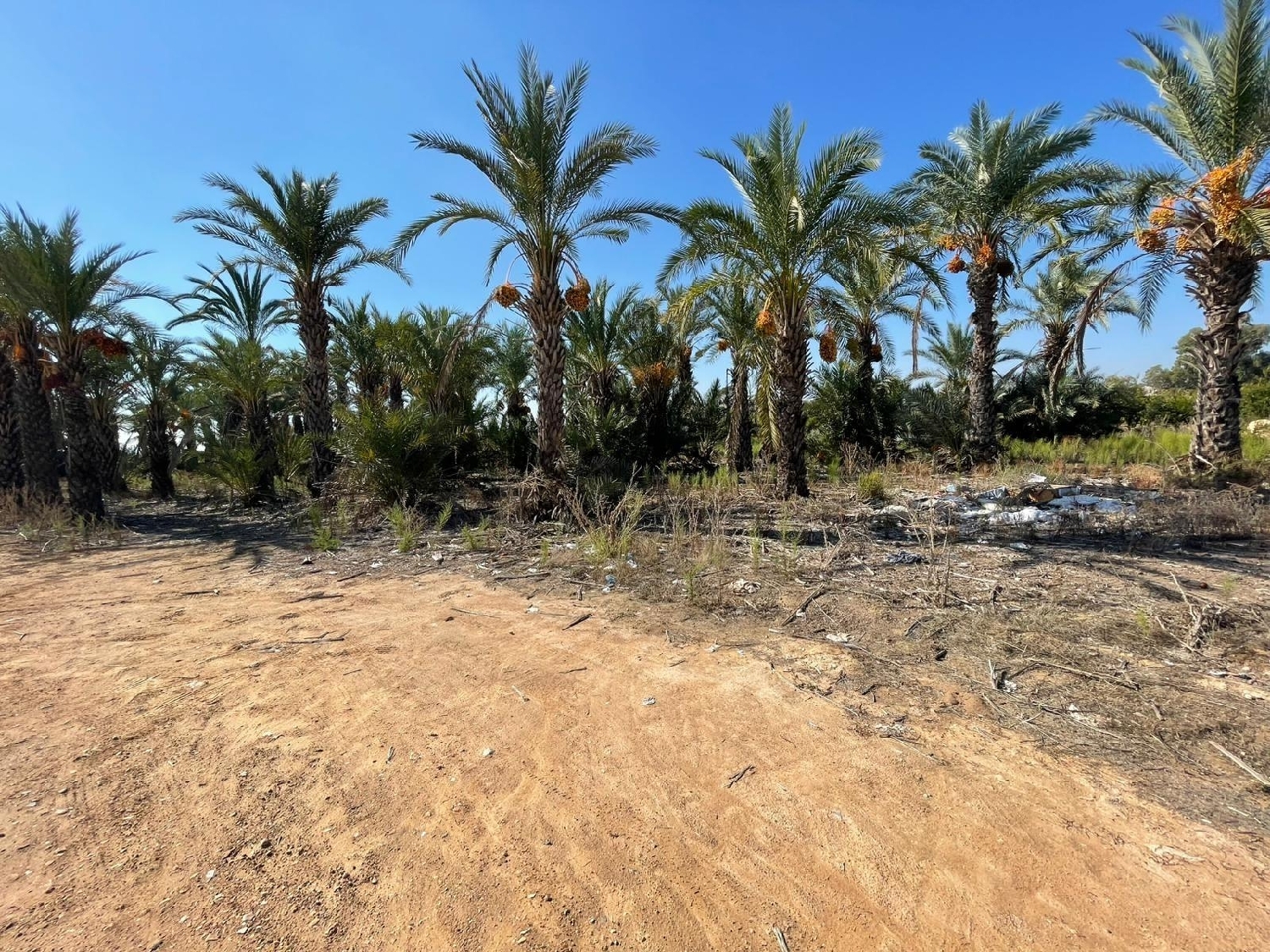  en venta terreno Crevillent Baix Vinalopó 5