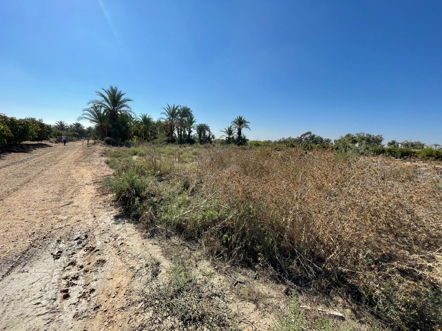  en venta terreno Crevillent Baix Vinalopó 4