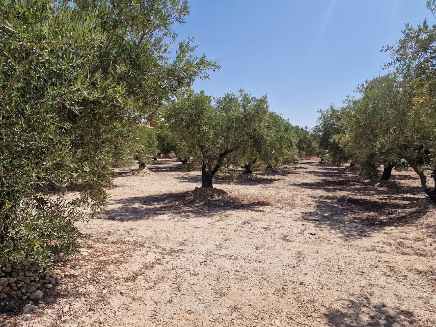 till salu tomt Crevillent Baix Vinalopó 3