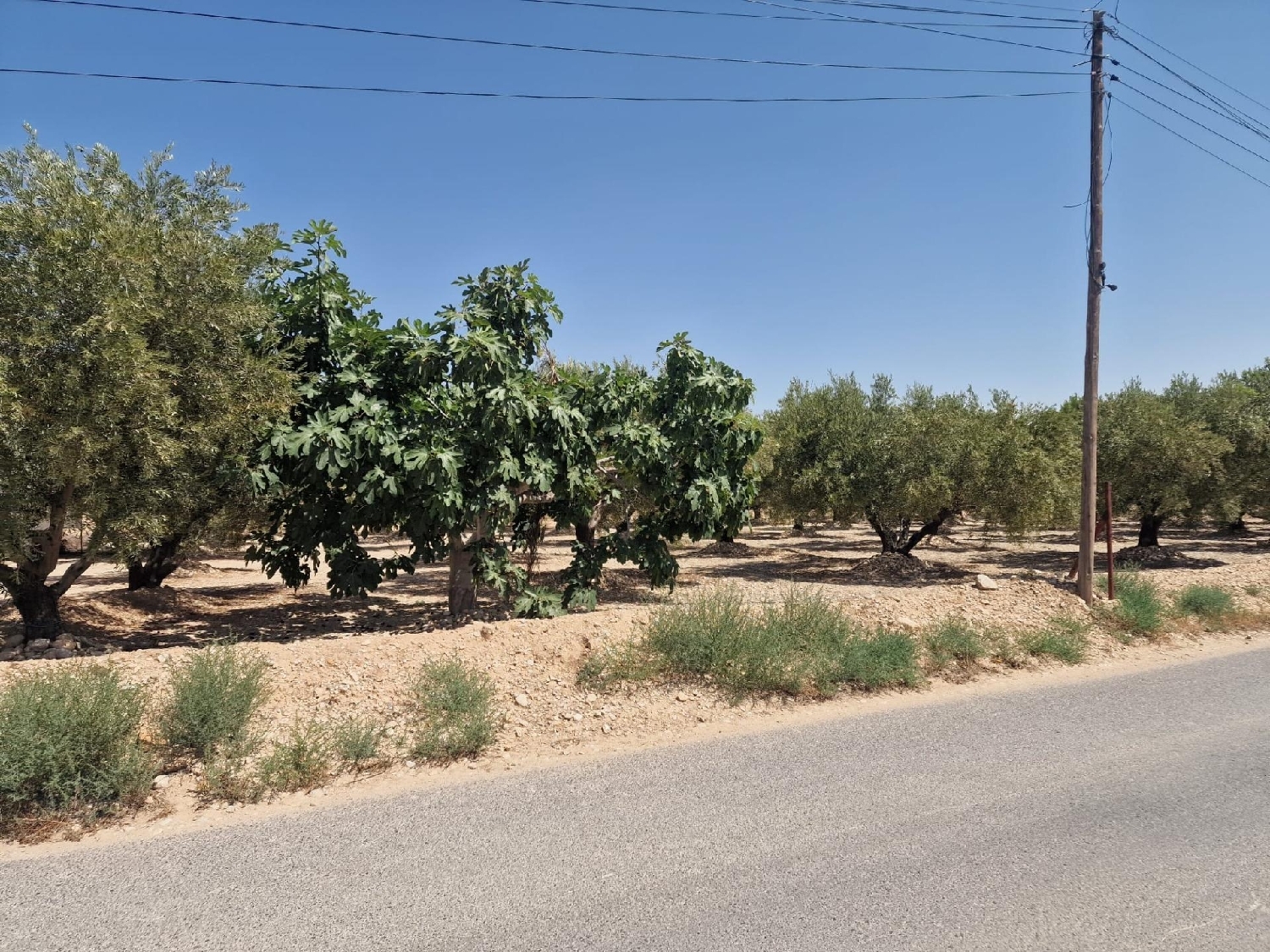 till salu tomt Crevillent Baix Vinalopó 2