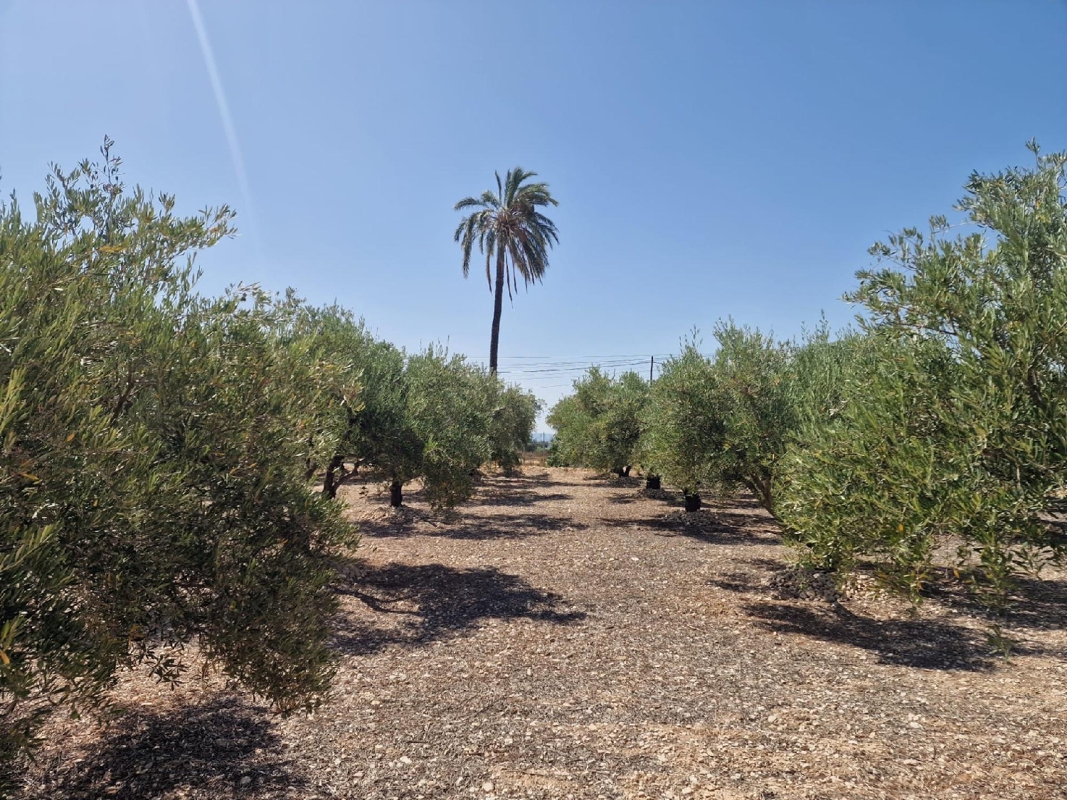 till salu tomt Crevillent Baix Vinalopó 1