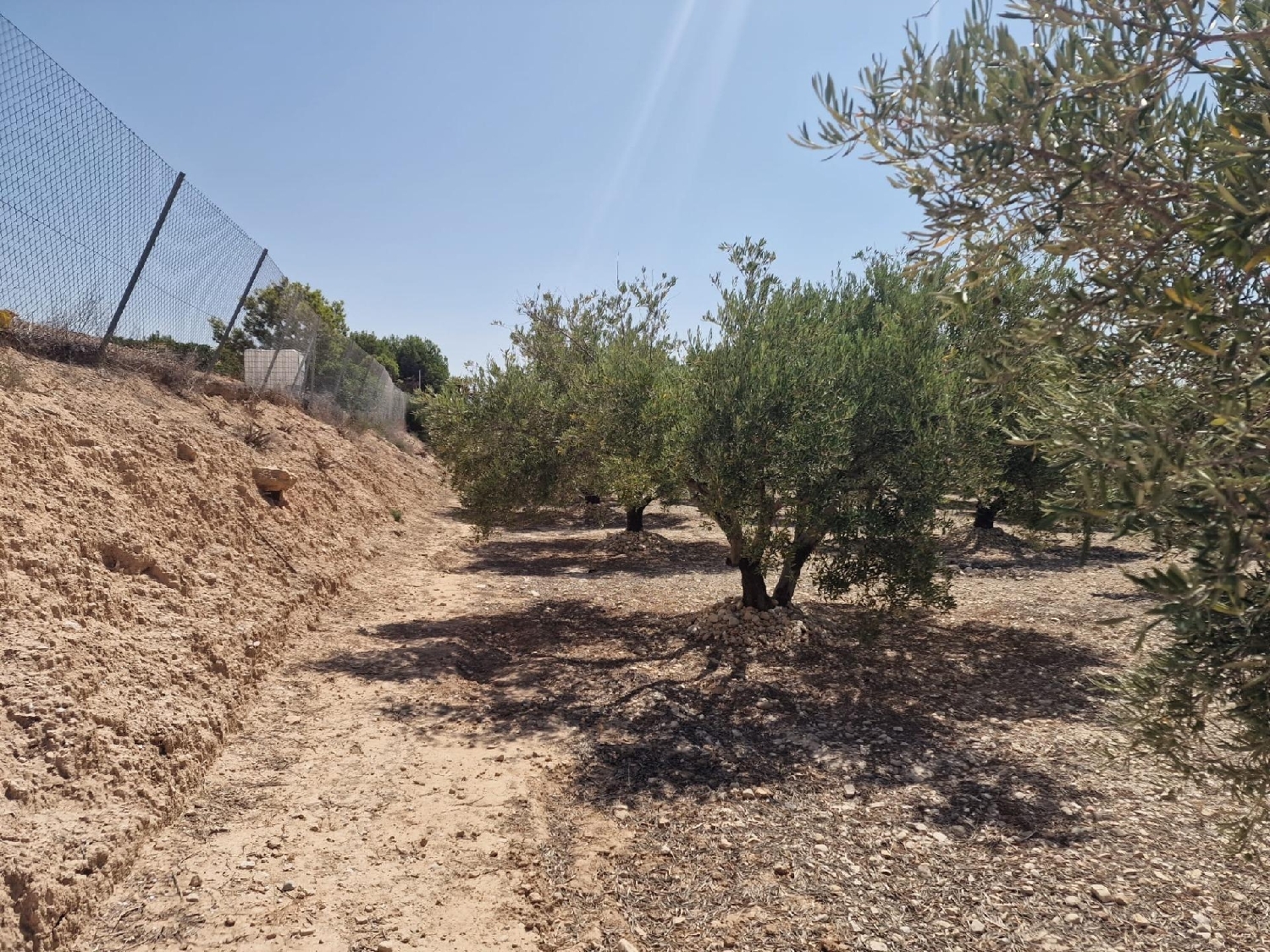 till salu tomt Crevillent Baix Vinalopó 5