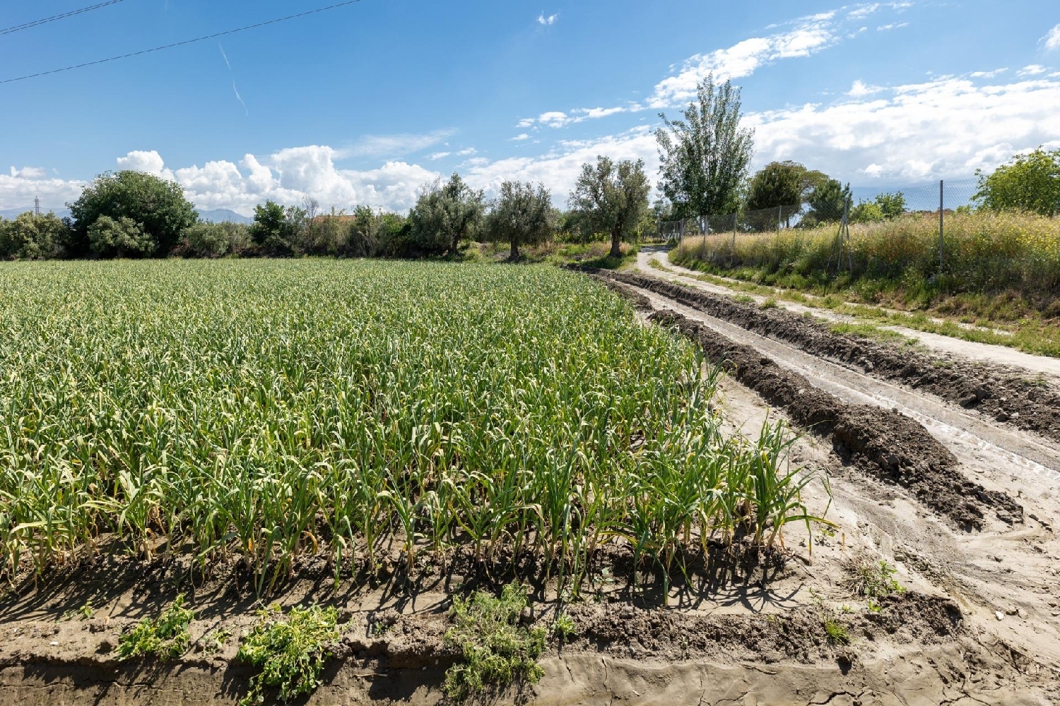  till salu tomt Cúllar Vega Vega De Granada 8