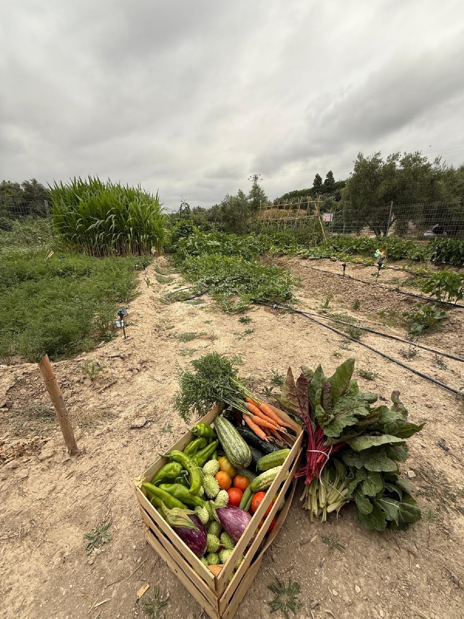  en venta terreno Enguera Canal De Navarrés 8