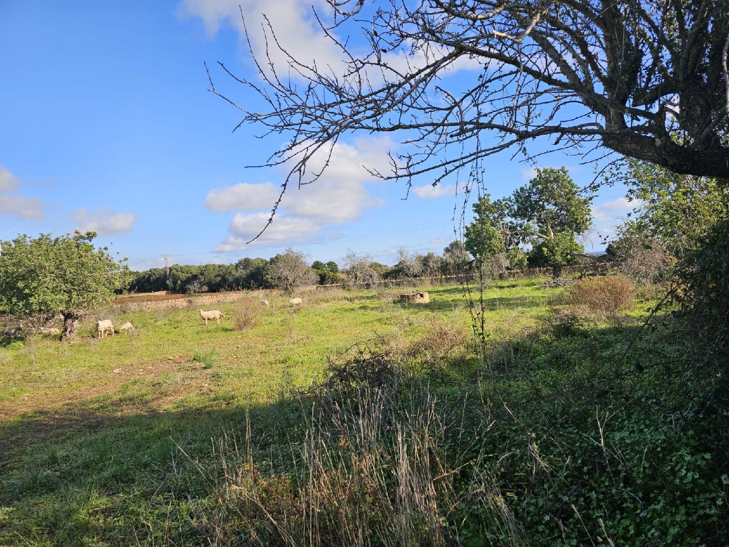  till salu tomt Felanitx Sud 4