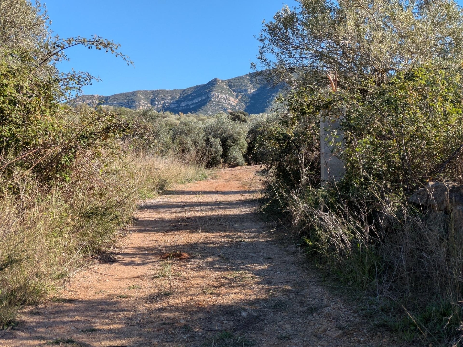  en venta terreno Freginals Montsià 2