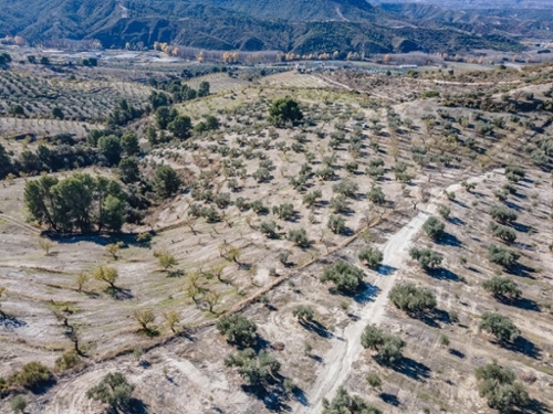 Jayena Alhama plot foto 6342453