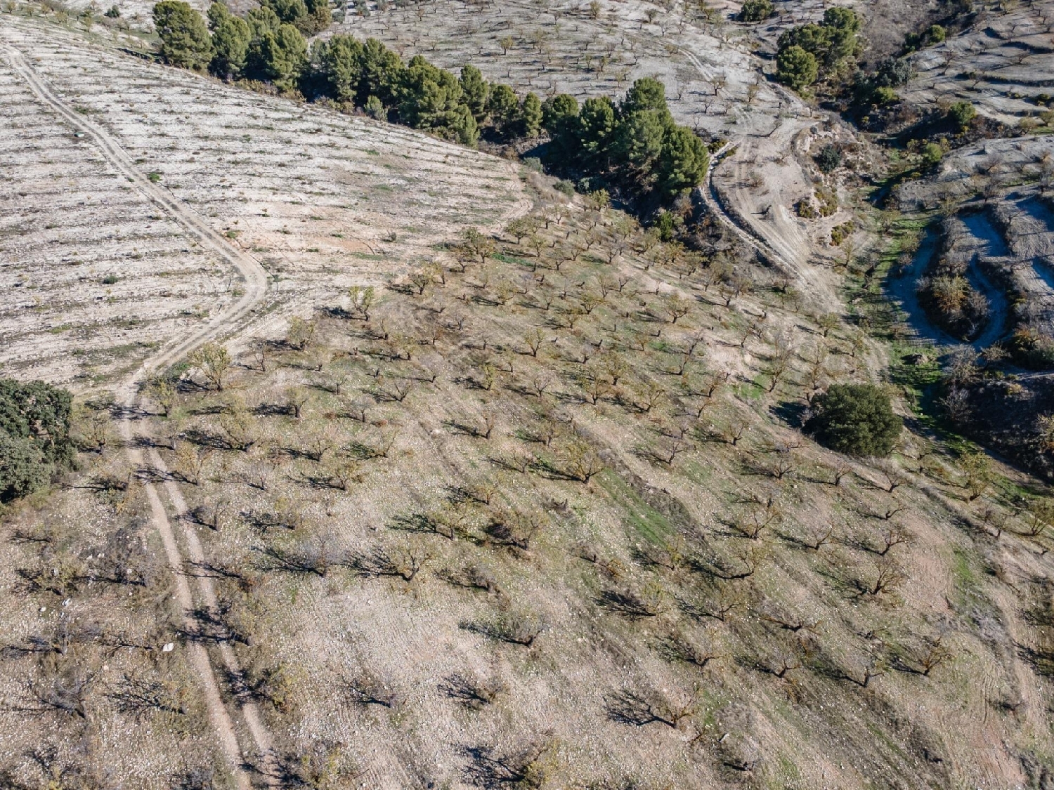  for sale plot Jayena Alhama 5