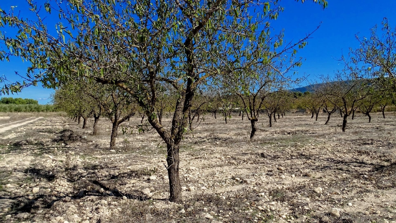  te koop perceel La Font De La Figuera Costera (La) 5