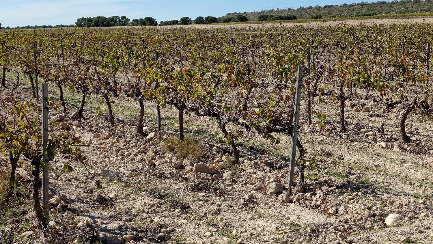  te koop perceel La Font De La Figuera Costera (La) 4