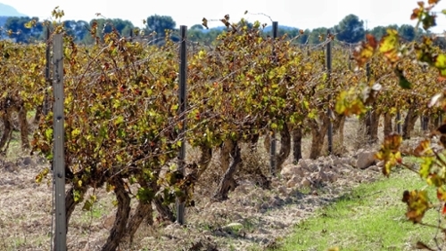 La Font De La Figuera Costera (La) perceel foto 6341949