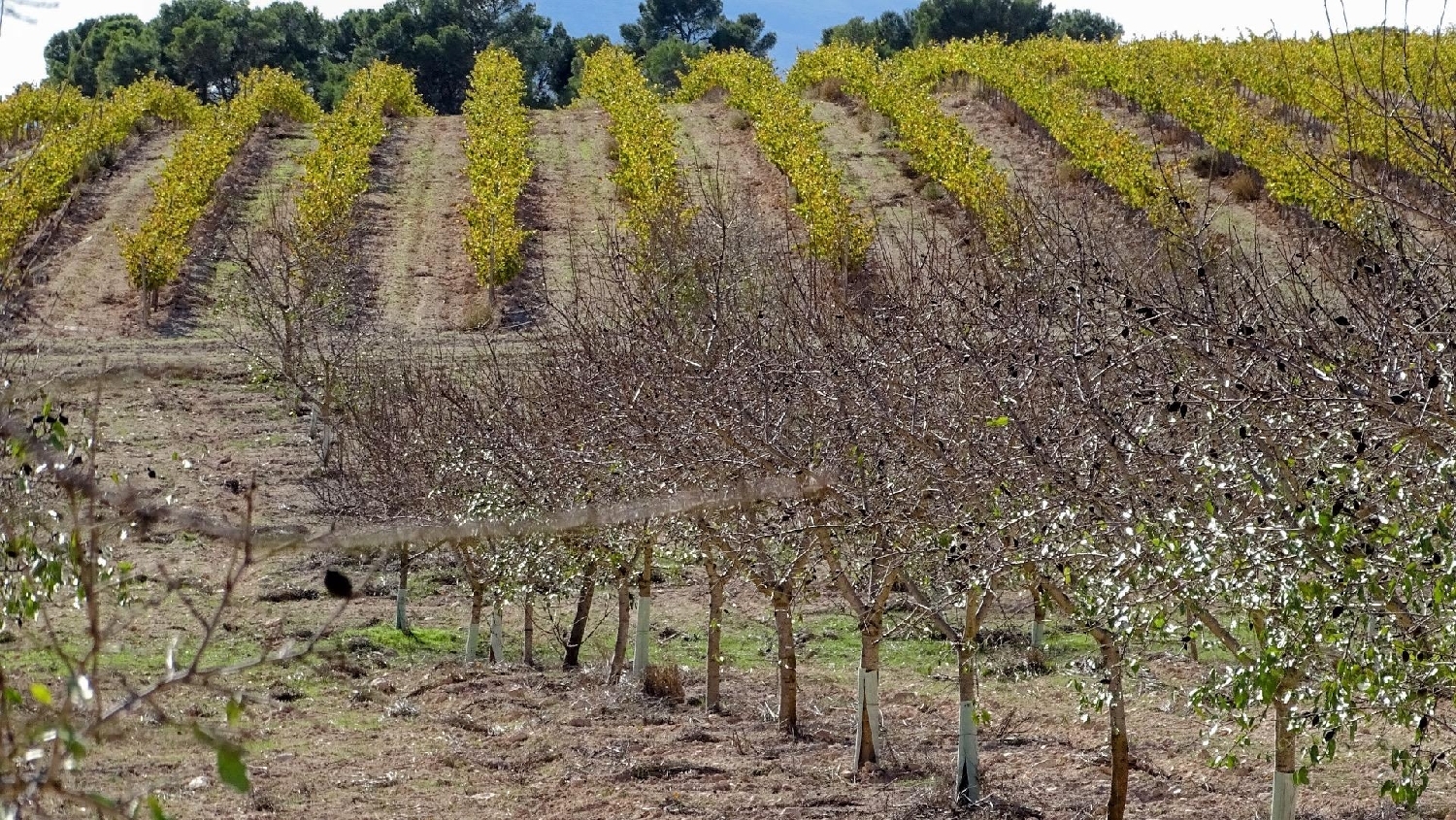  te koop perceel La Font De La Figuera Costera (La) 2