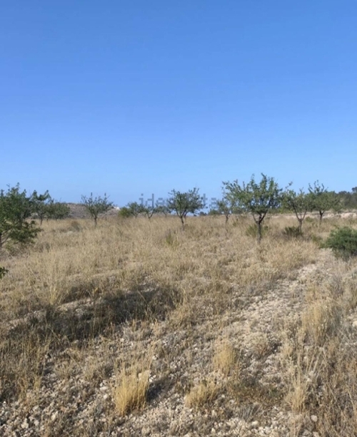 La Romana Vinalopó Mitjà plot foto 6330355