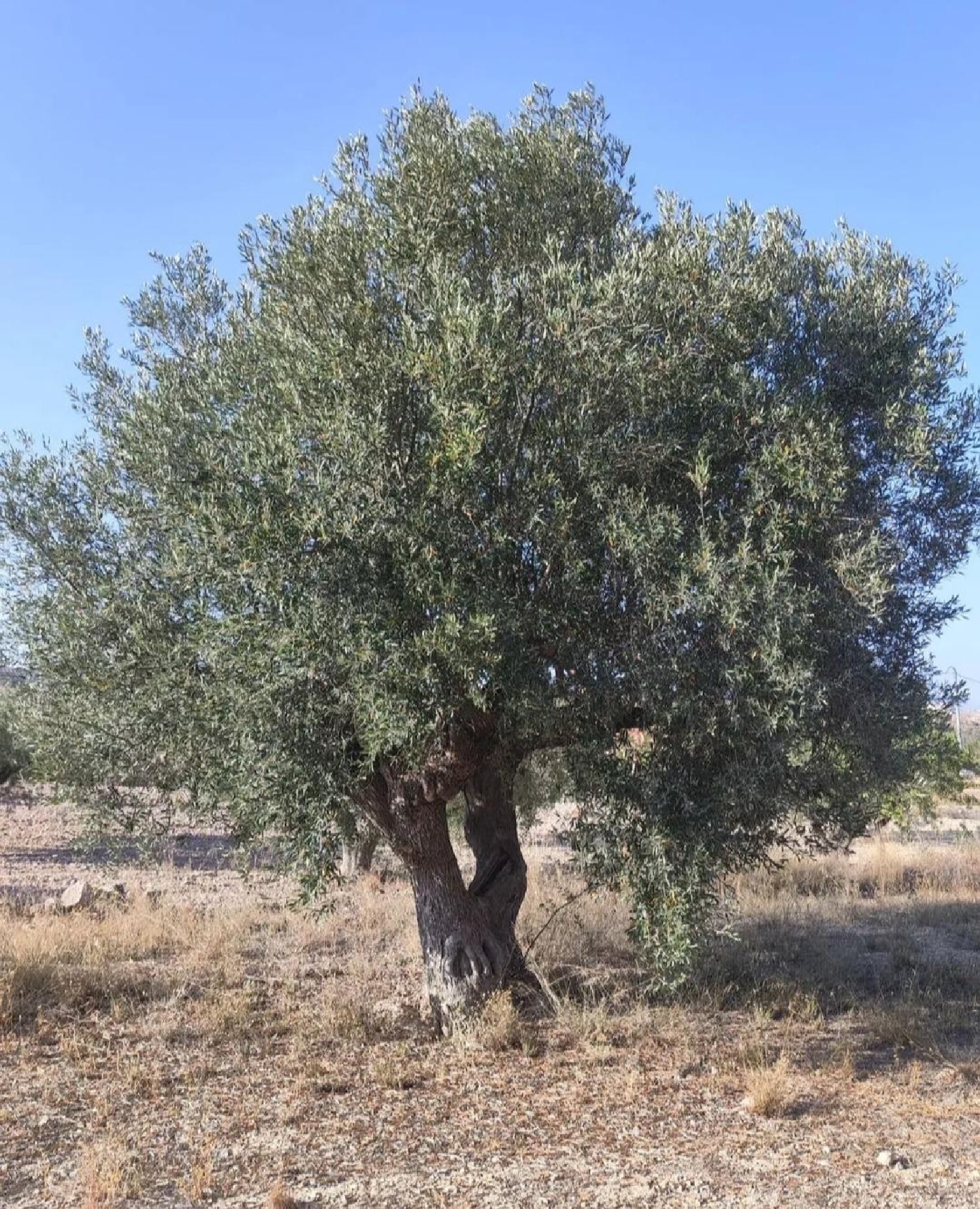 for sale plot La Romana Vinalopó Mitjà 2