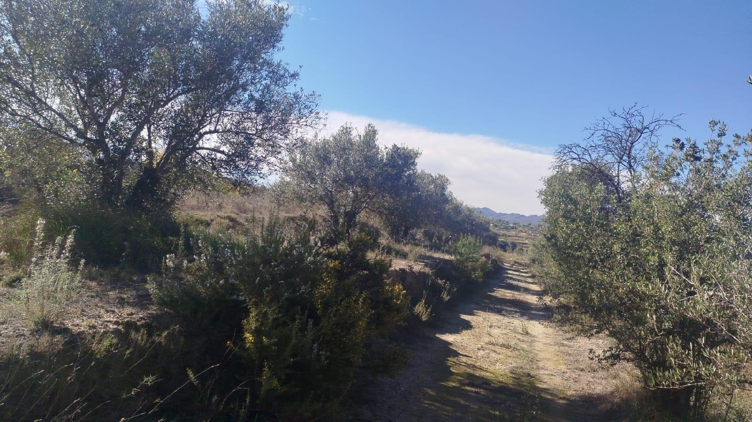  en venta terreno L'olleria Vall D'albaida 3