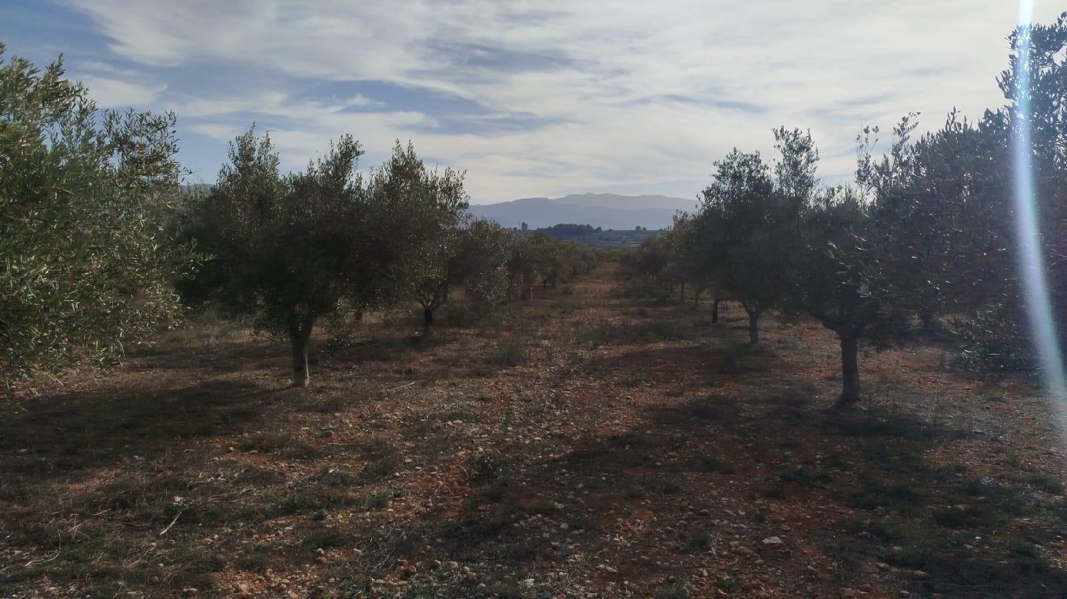 en venta terreno L'olleria Vall D'albaida 3