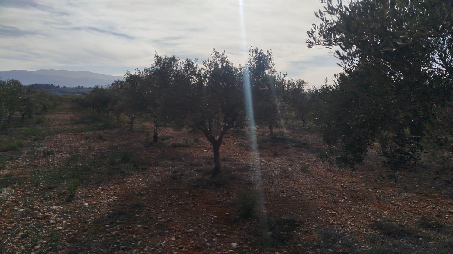  en venta terreno L'olleria Vall D'albaida 4