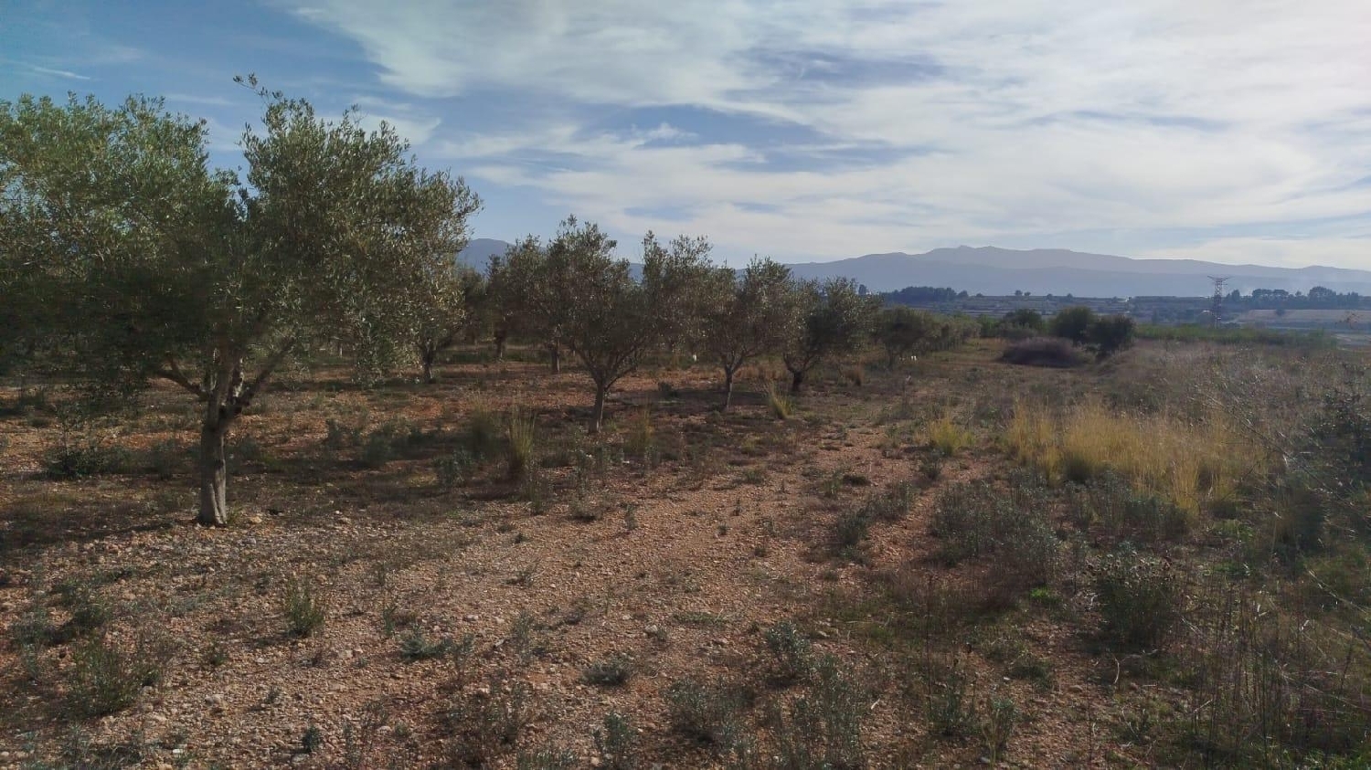  en venta terreno L'olleria Vall D'albaida 6