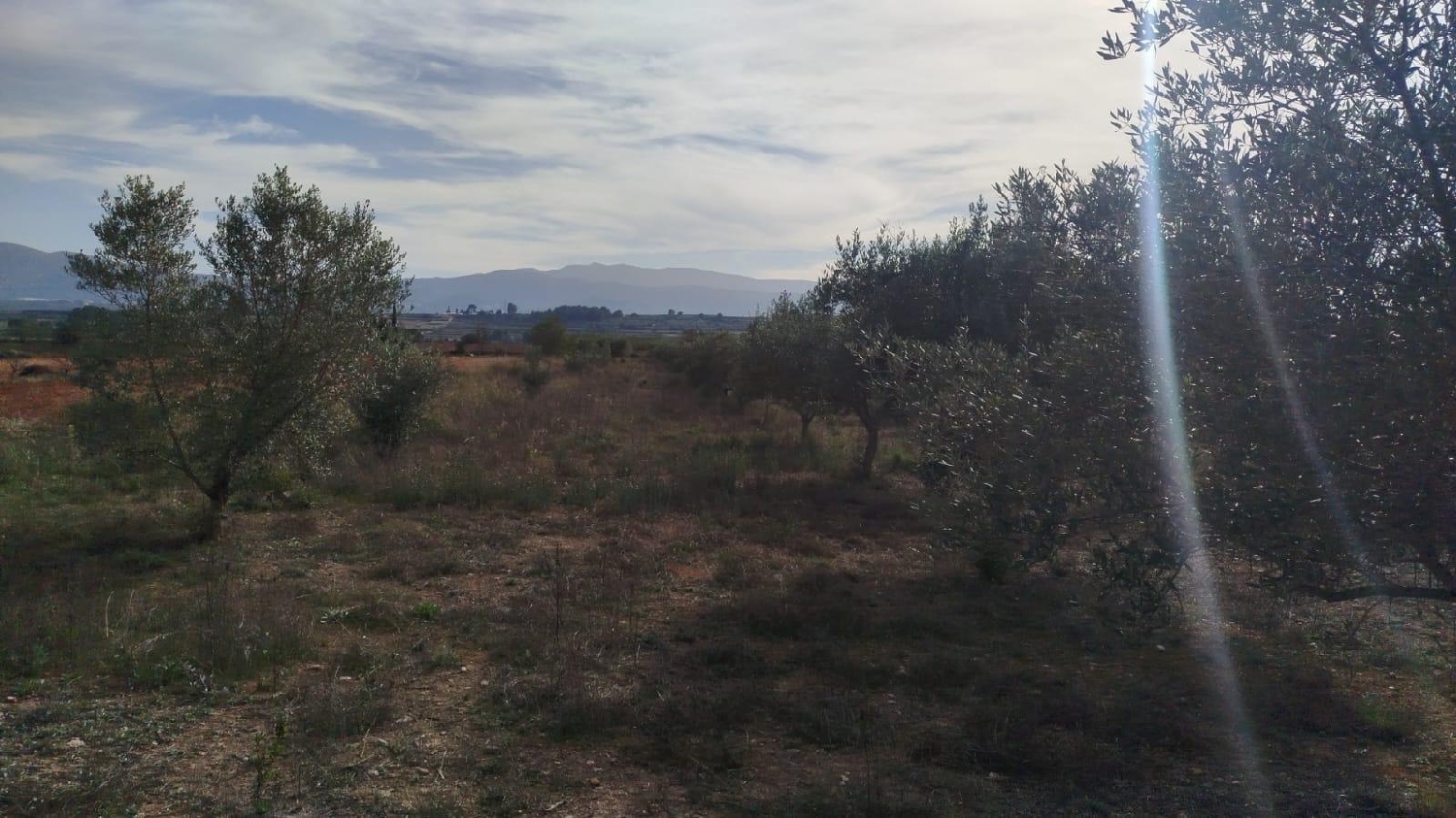  en venta terreno L'olleria Vall D'albaida 5