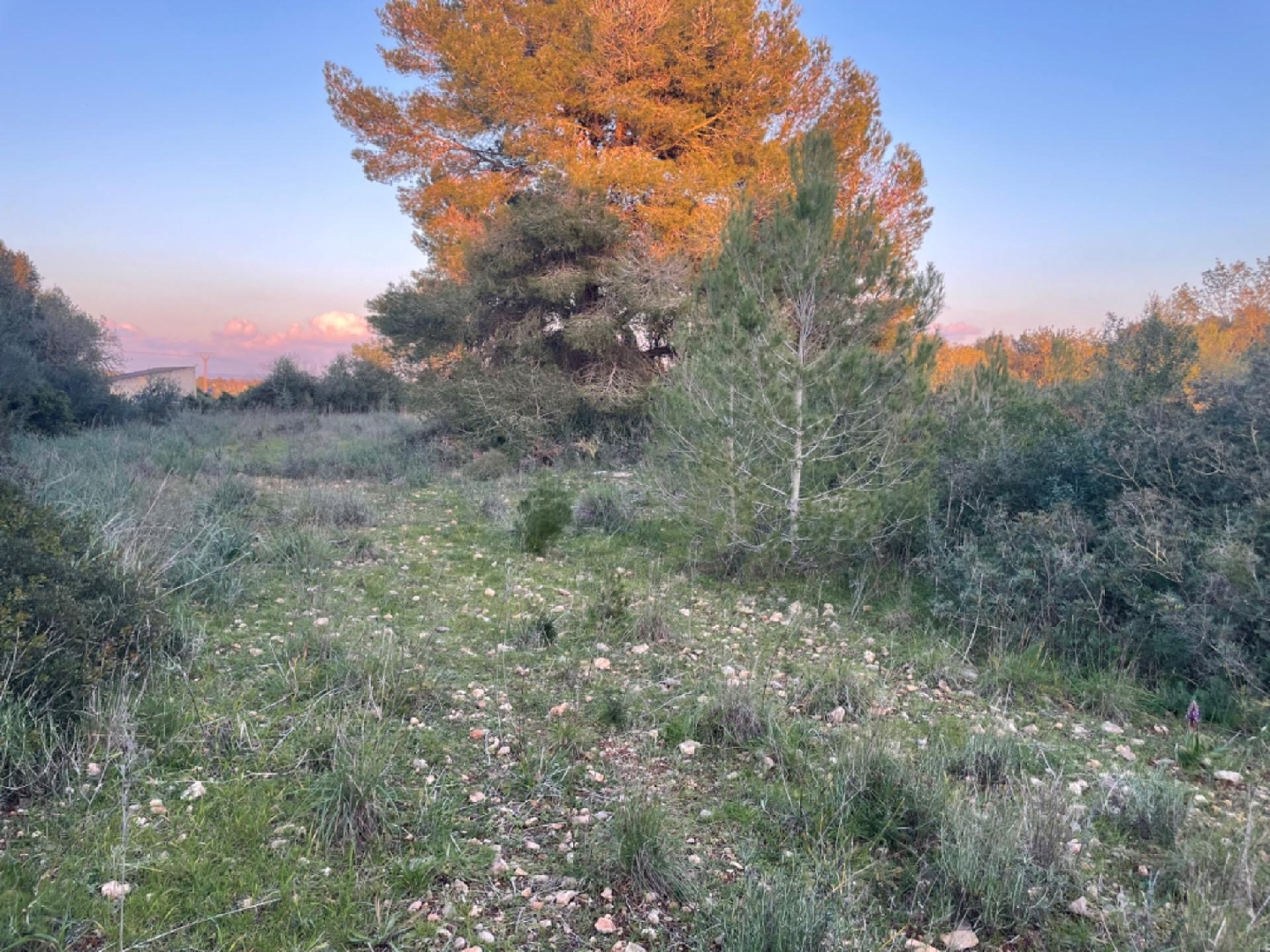 for sale plot Manacor Llevant 4