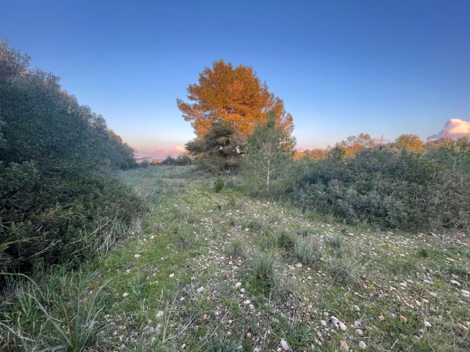for sale plot Manacor Llevant 6