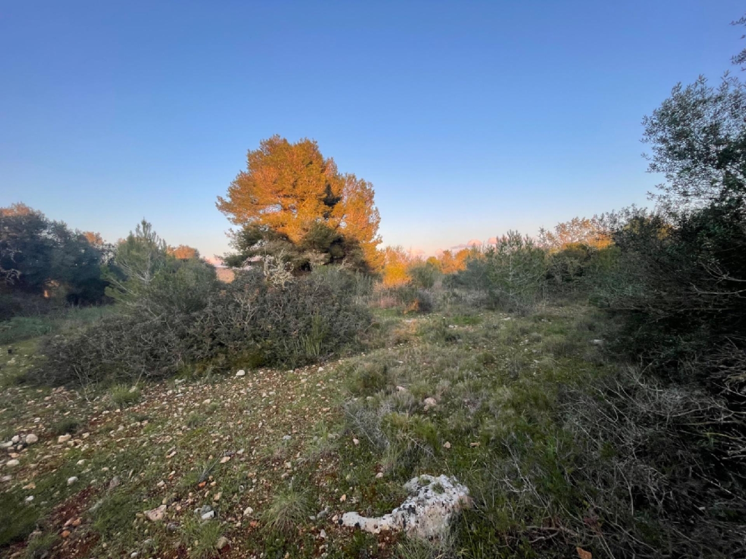 for sale plot Manacor Llevant 1