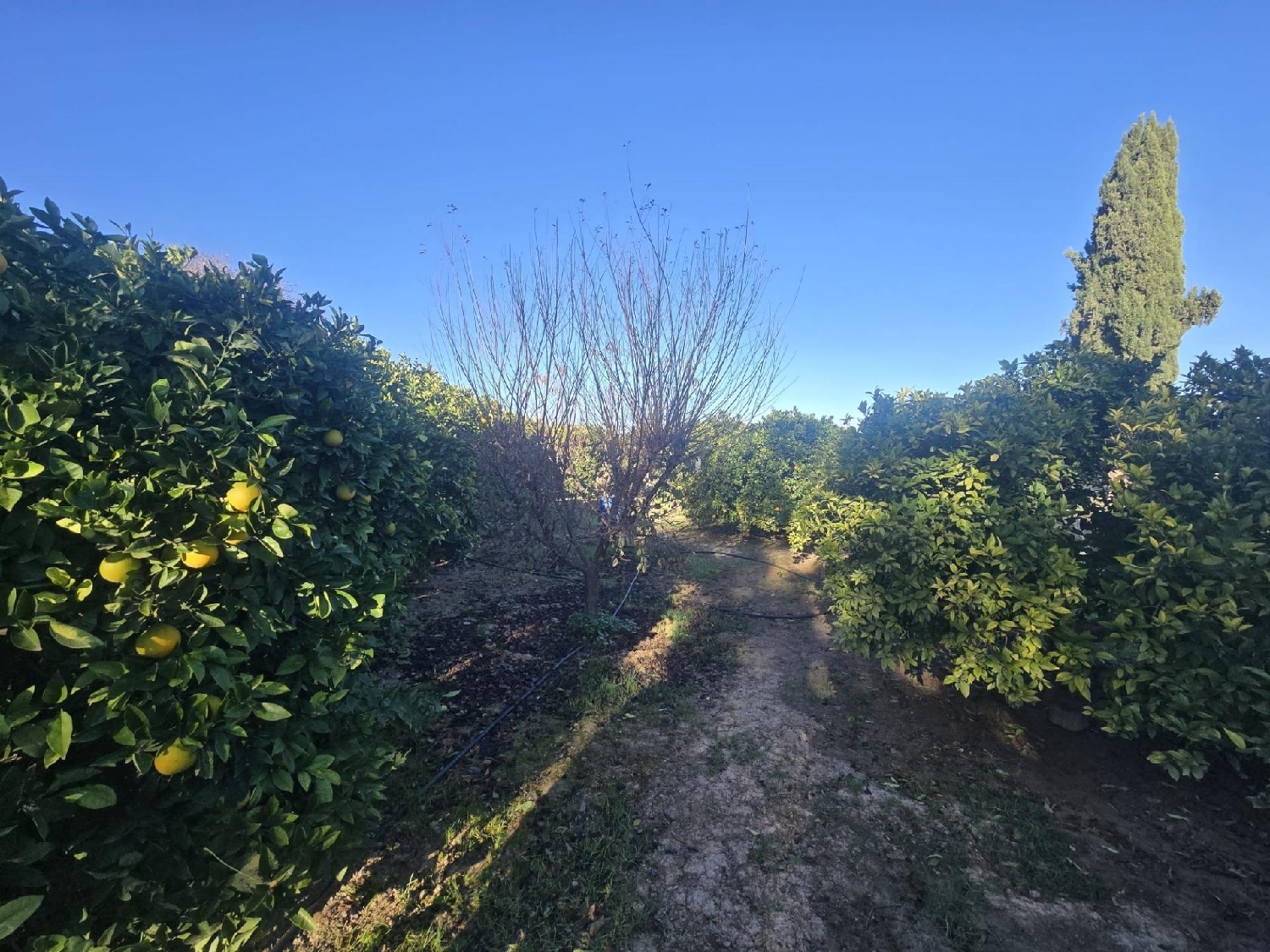  en venta terreno Molina De Segura Vega Media Del Segura 3