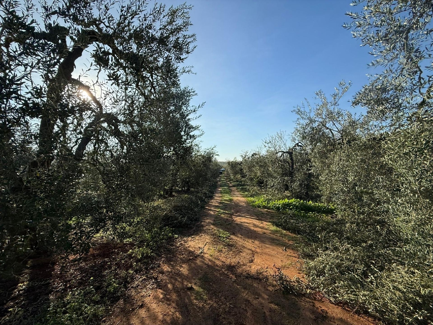  te koop perceel Pilas Aljarafe 6