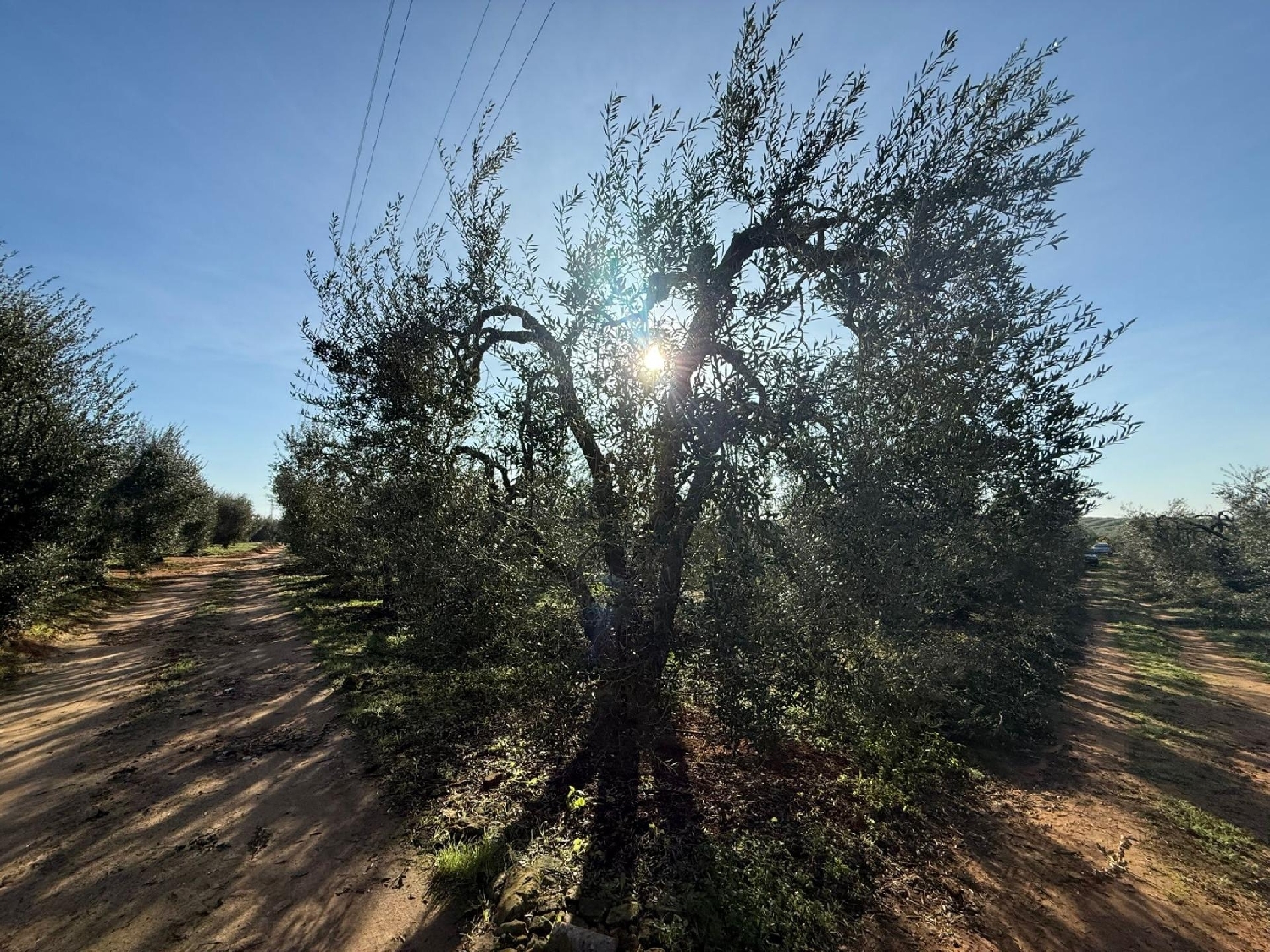  te koop perceel Pilas Aljarafe 5