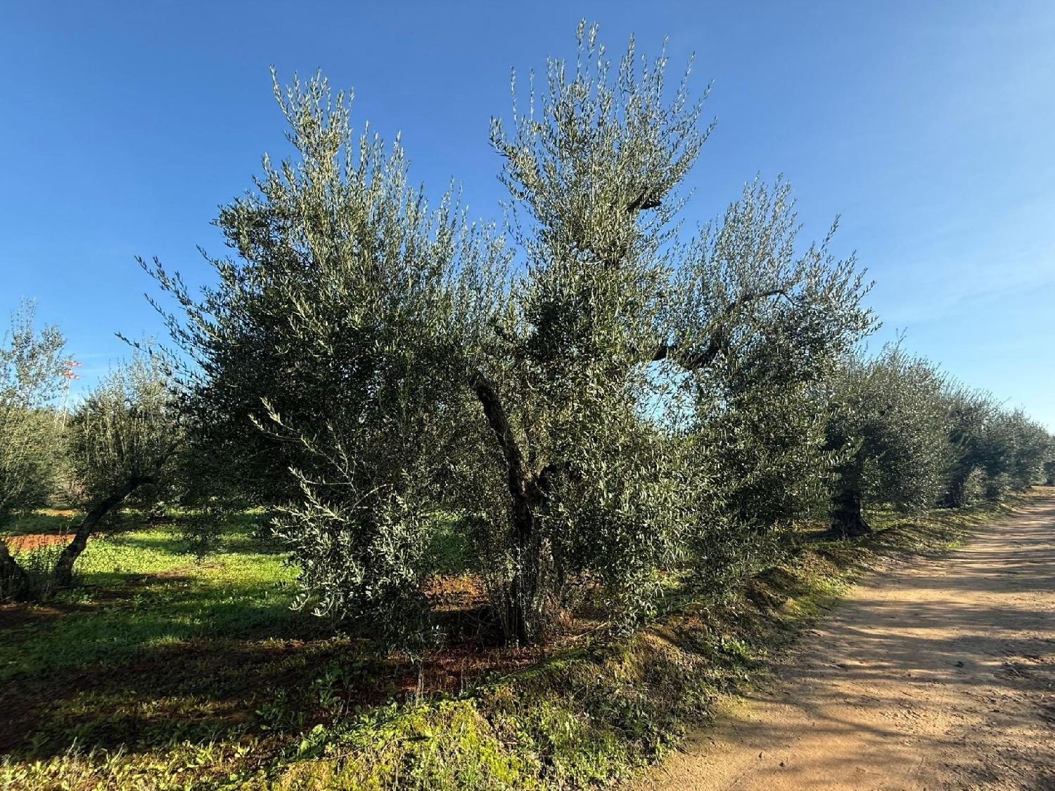  te koop perceel Pilas Aljarafe 3