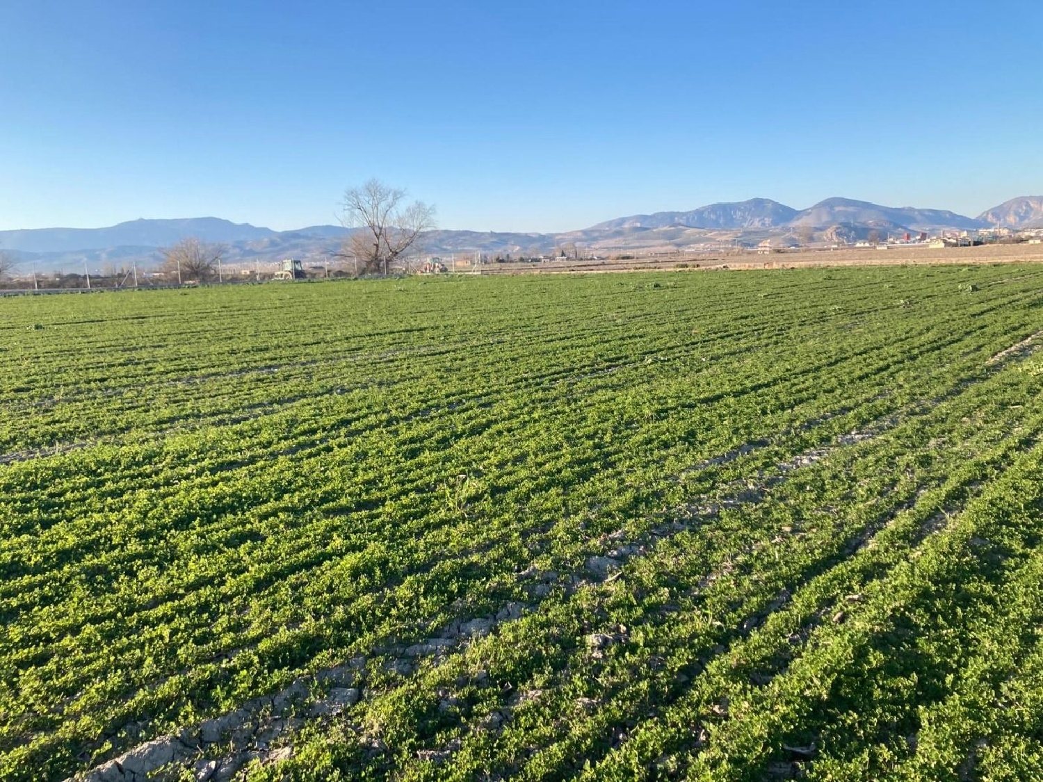  te koop perceel Pinos Puente Vega De Granada 2