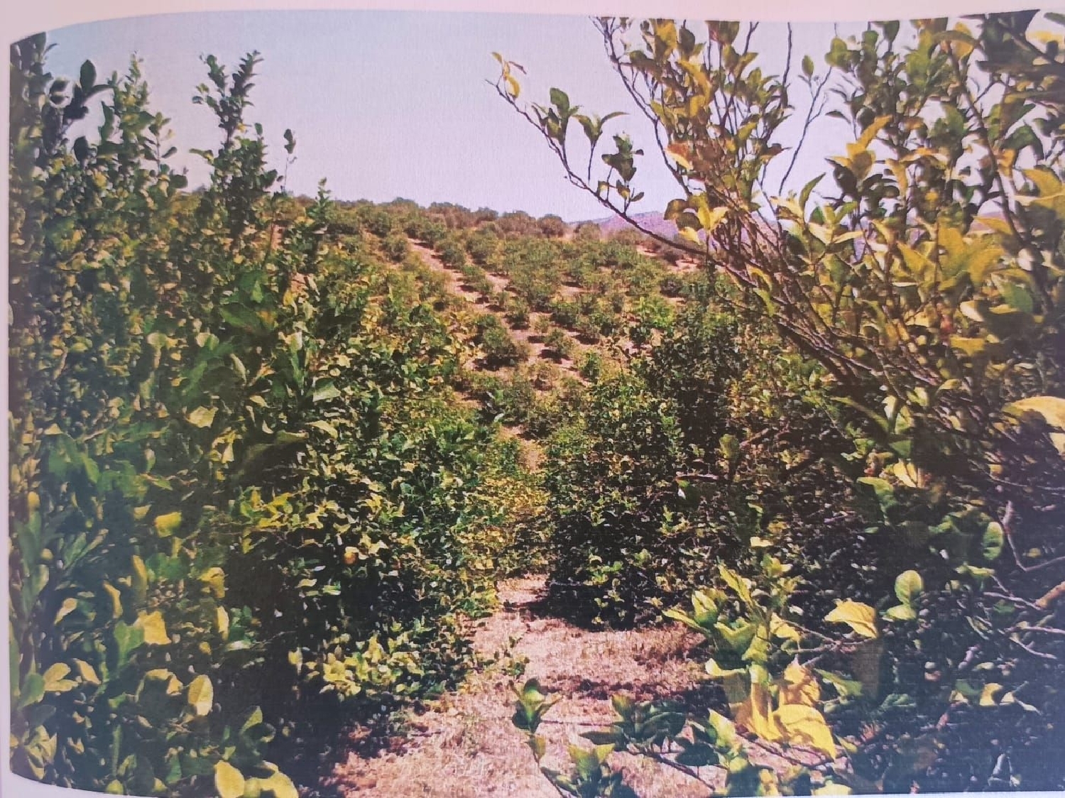  till salu tomt Quintanaloranco Montes De Oca 3