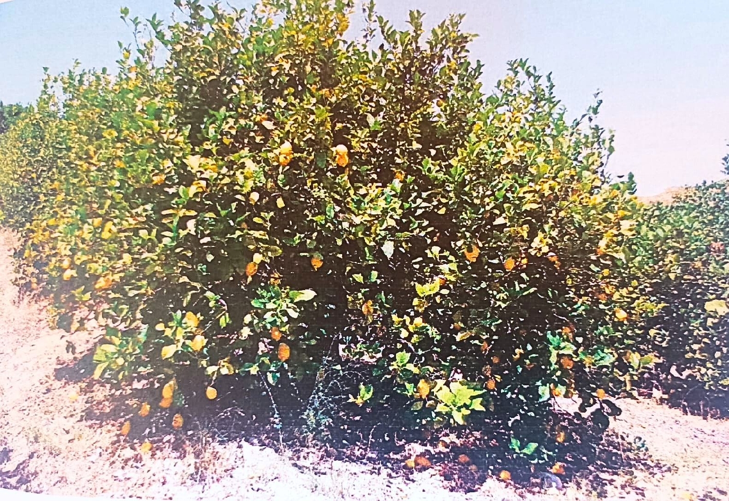  till salu tomt Quintanaloranco Montes De Oca 7