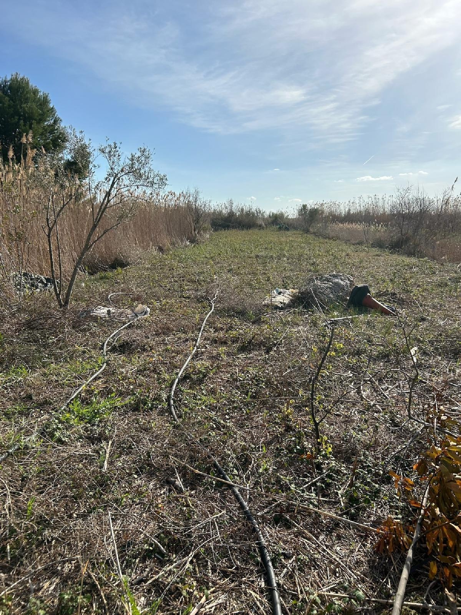  for sale plot Sa Pobla Nord 4