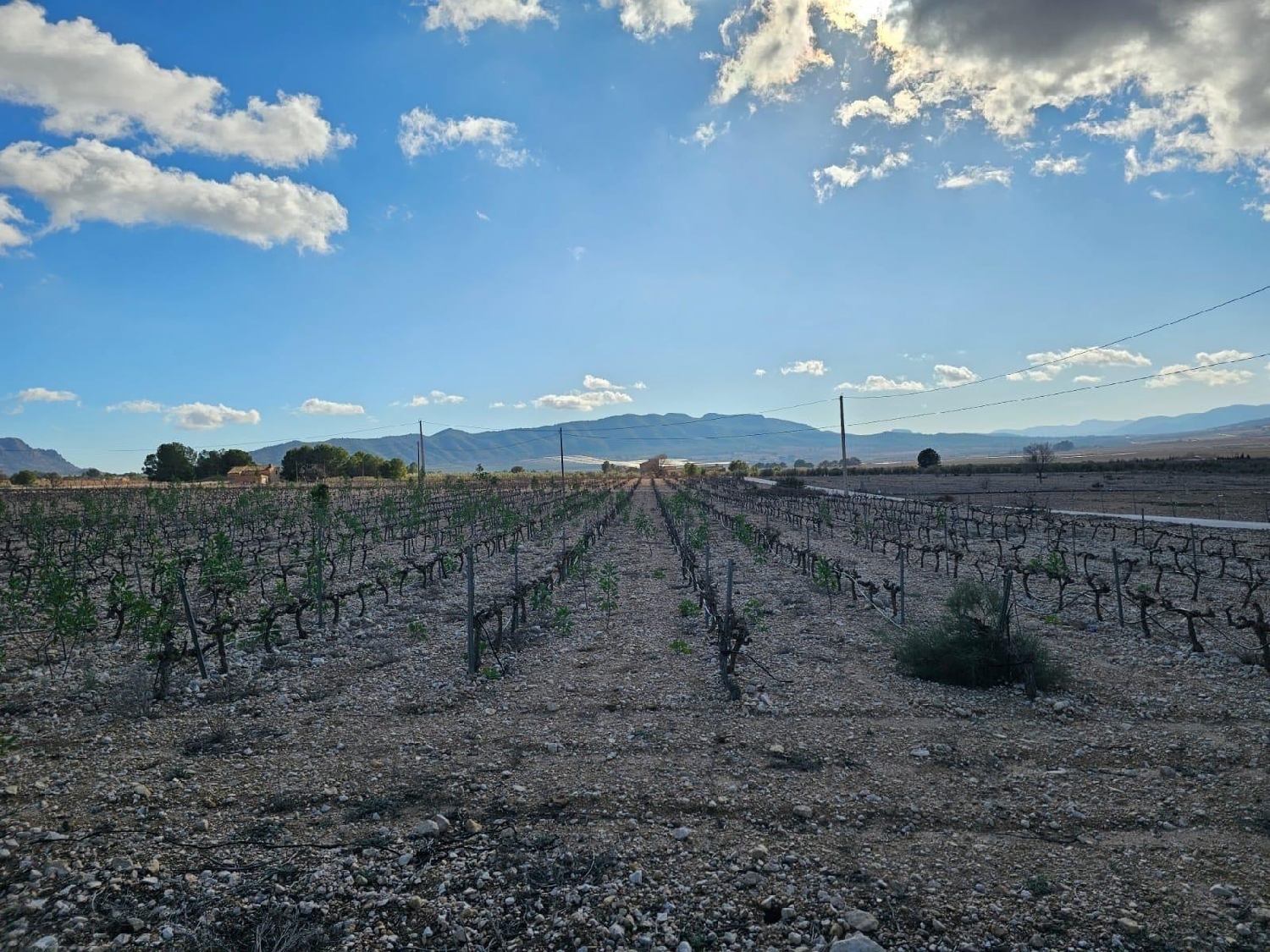  te koop perceel Salinas Alt Vinalopó 4