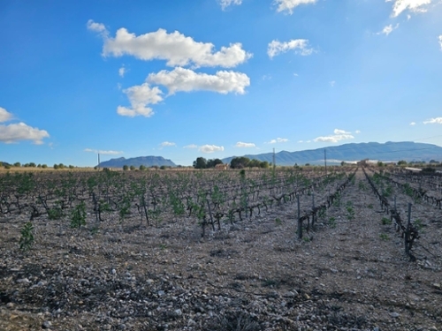 Salinas Alt Vinalopó perceel foto 6332041