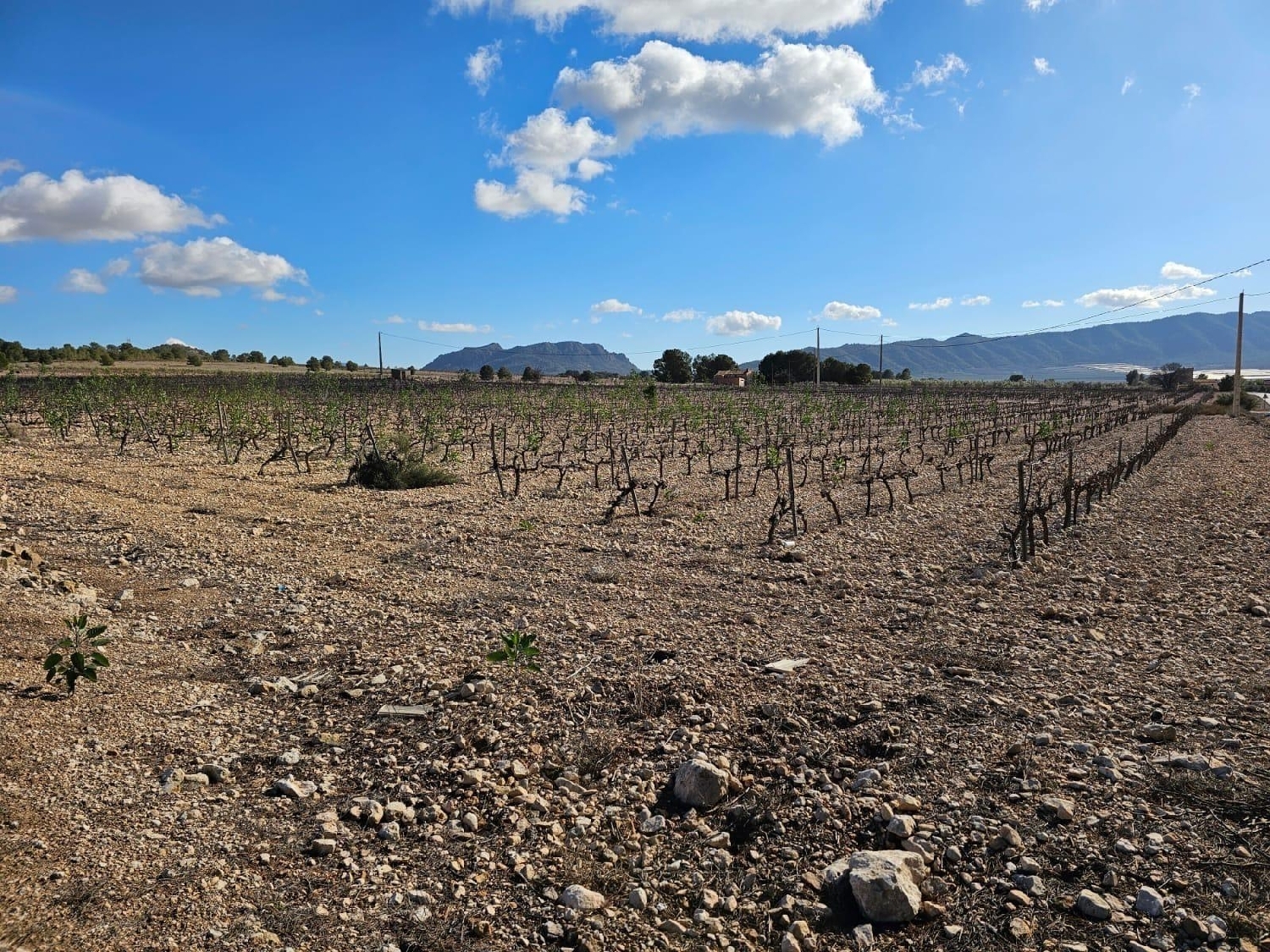  te koop perceel Salinas Alt Vinalopó 8