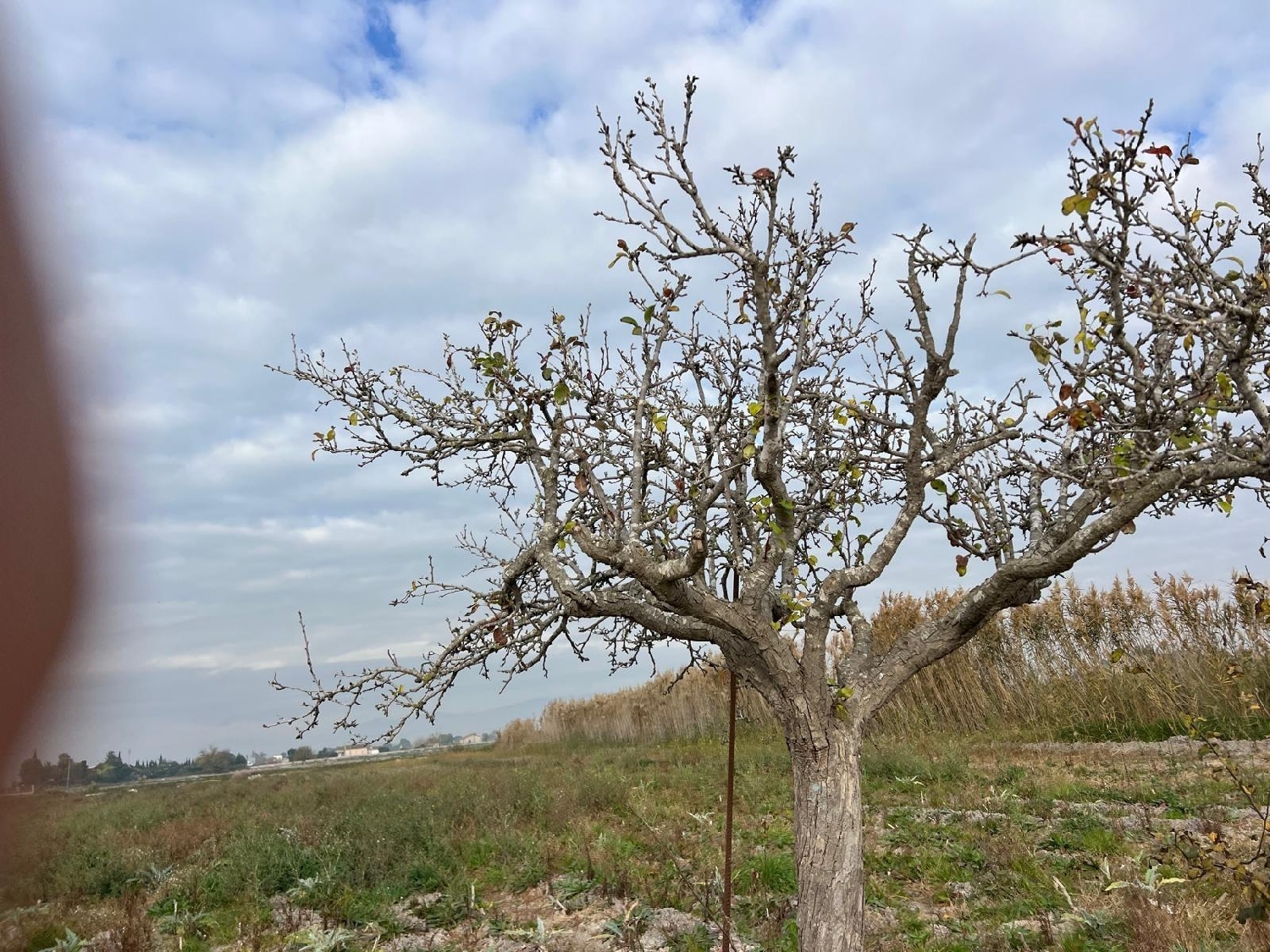  for sale plot San Fulgencio Baix Segura 4