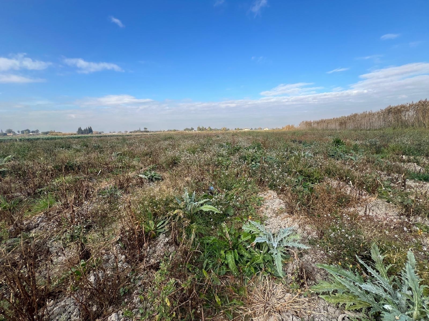  for sale plot San Fulgencio Baix Segura 6