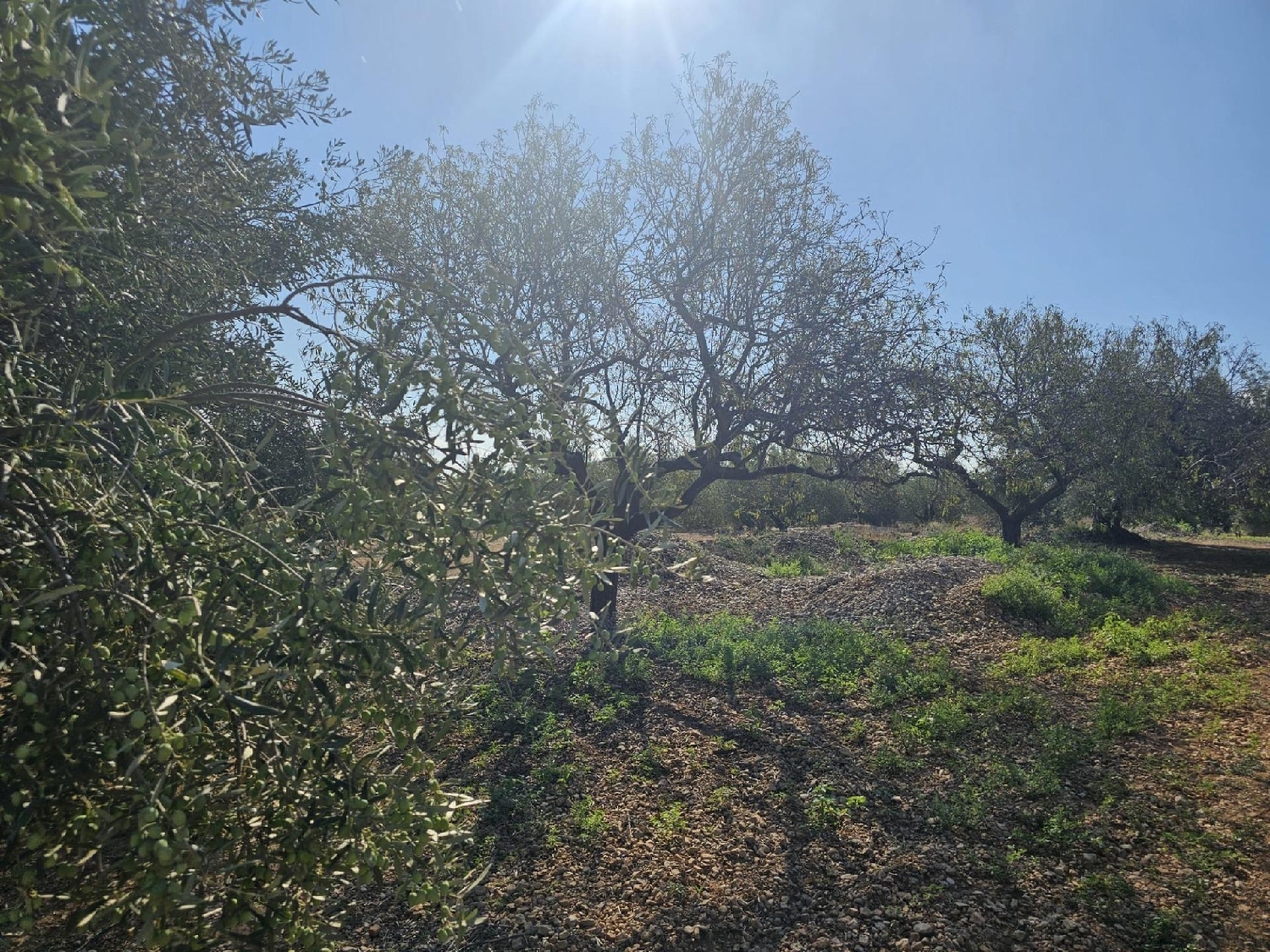 en venta terreno Sant Carles De La Ràpita Montsià 2