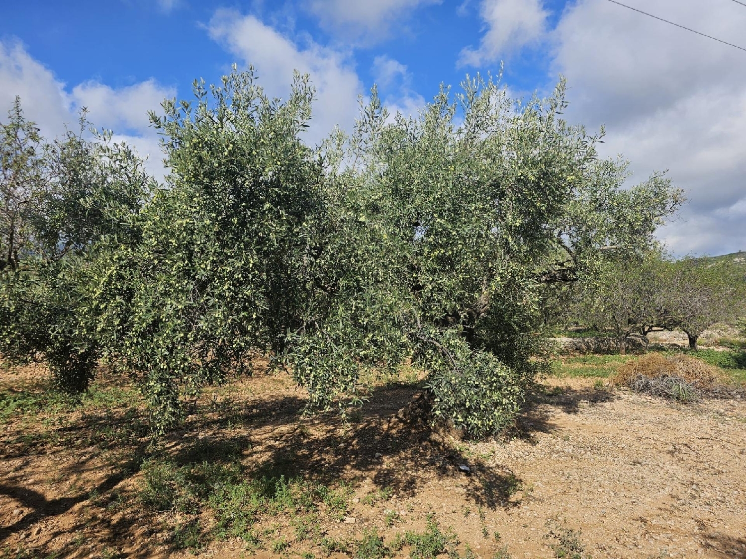 en venta terreno Sant Carles De La Ràpita Montsià 4