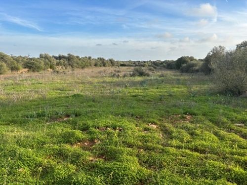 Santanyí Sud tomt foto 6339970