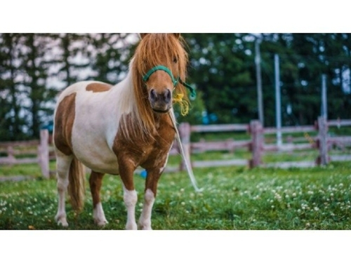 Sils Selva Grundstück Bild 6325459