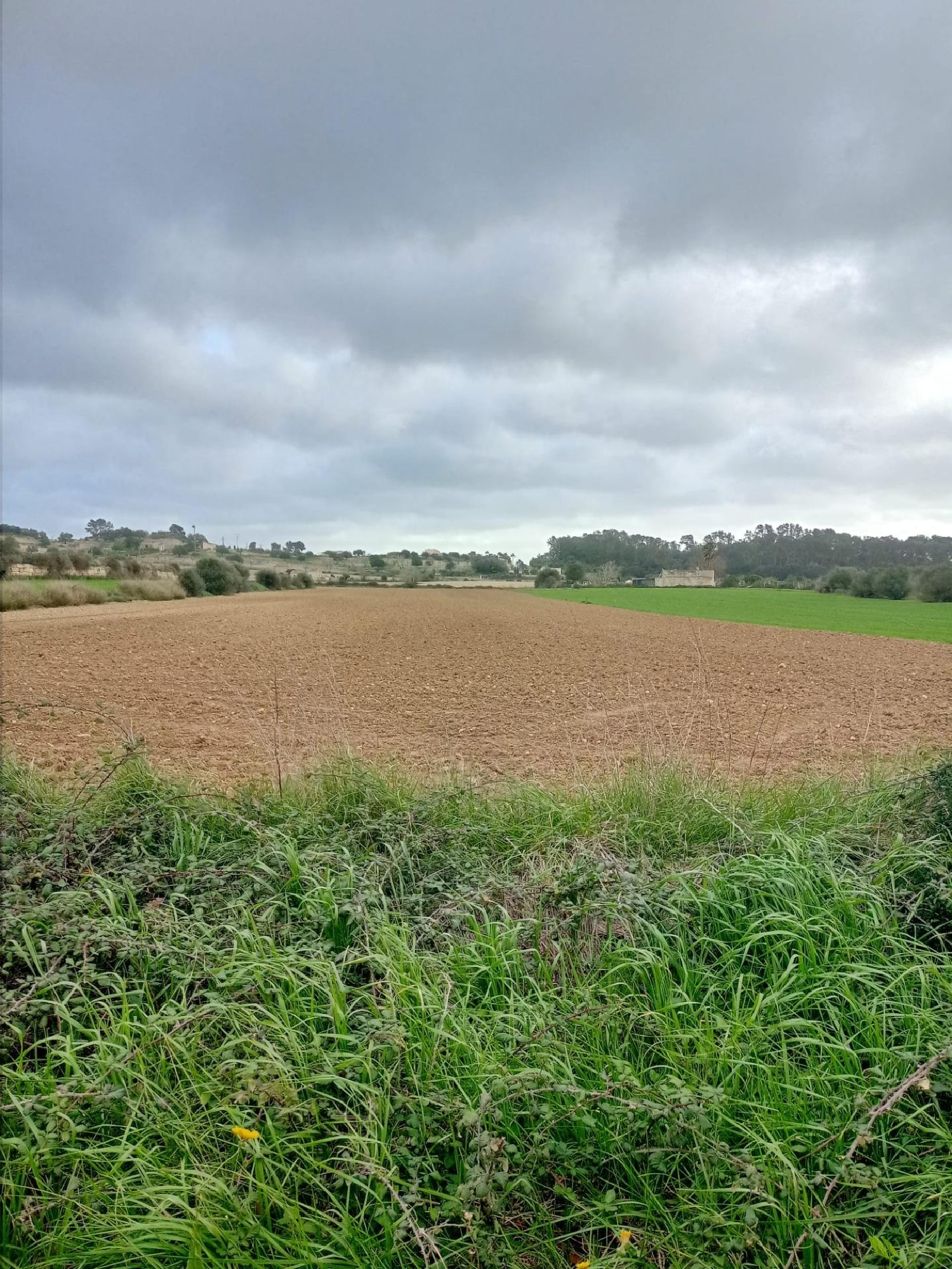 till salu tomt Sineu Pla (Es) 3